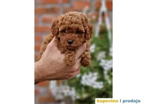 Preslatak decak CRVENI,  MINI PUDLE - 3/3