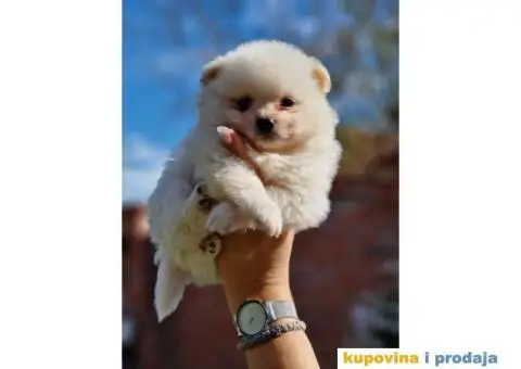 Dva preslatka decaka POMERANCA - 1/4