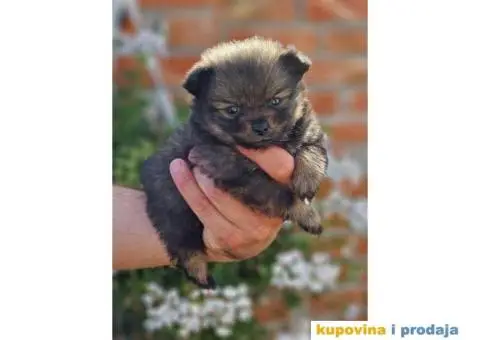 Dva preslatka decaka POMERANCA - 2/4