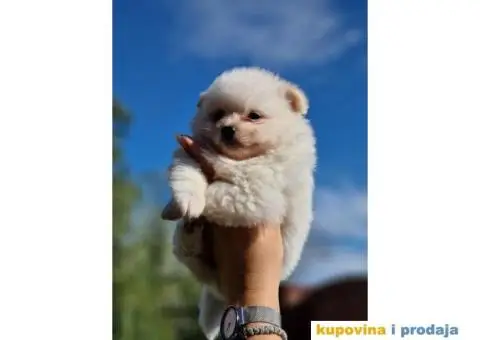 Dva preslatka decaka POMERANCA - 3/4