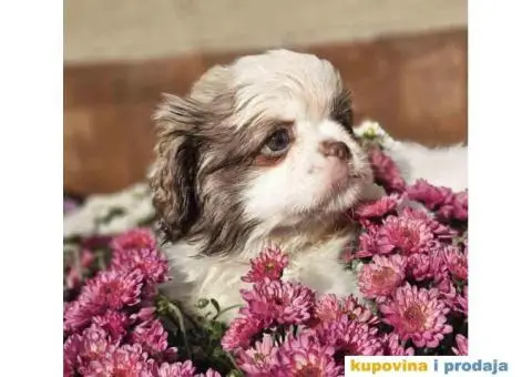 Na prodaju stenci  PEKINEZERA,  2 zenki i 1 muzjak - 1/9