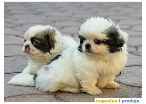 Na prodaju stenci  PEKINEZERA,  2 zenki i 1 muzjak - 2/9
