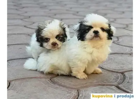 Na prodaju stenci  PEKINEZERA,  2 zenki i 1 muzjak - 3/9