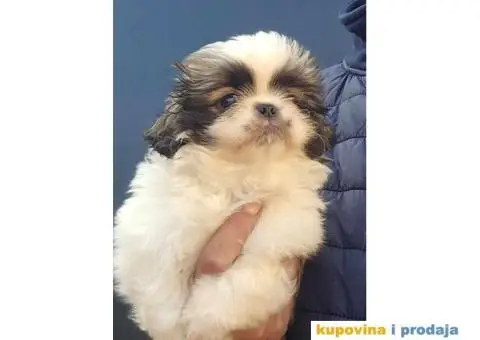 Na prodaju stenci  PEKINEZERA,  2 zenki i 1 muzjak - 4/9