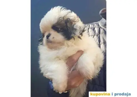 Na prodaju stenci  PEKINEZERA,  2 zenki i 1 muzjak - 5/9