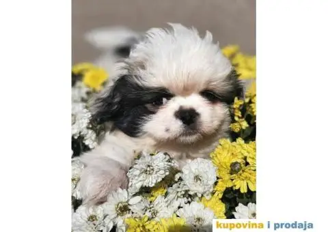 Na prodaju stenci  PEKINEZERA,  2 zenki i 1 muzjak - 6/9