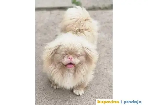 Na prodaju stenci  PEKINEZERA,  2 zenki i 1 muzjak - 7/9