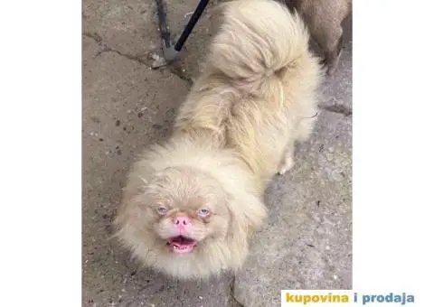 Na prodaju stenci  PEKINEZERA,  2 zenki i 1 muzjak - 8/9