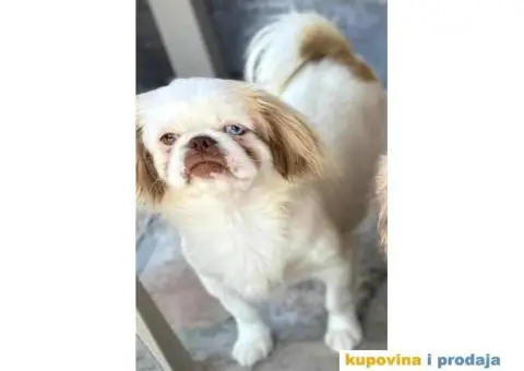 Na prodaju stenci  PEKINEZERA,  2 zenki i 1 muzjak - 9/9