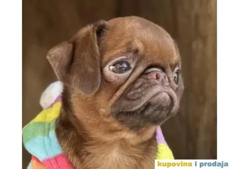 Na prodaju stene GRIFONA egzotic boje - 1/10