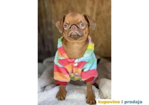 Na prodaju stene GRIFONA egzotic boje - 2/10