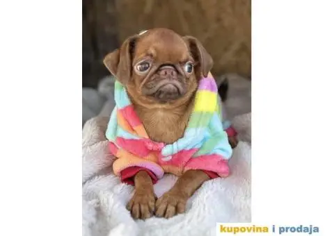 Na prodaju stene GRIFONA egzotic boje - 3/10