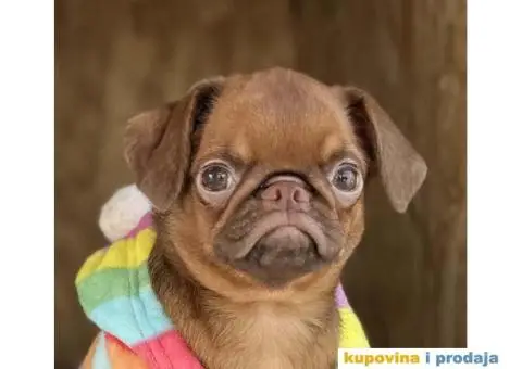 Na prodaju stene GRIFONA egzotic boje - 4/10