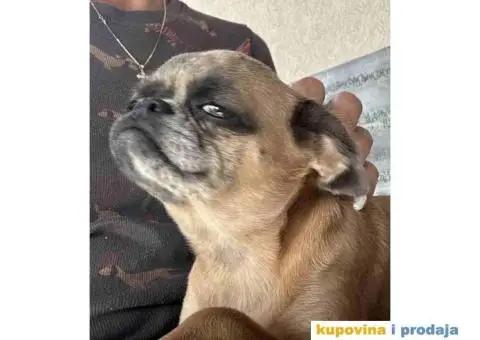 Na prodaju stene GRIFONA egzotic boje - 5/10