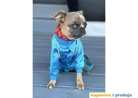 Na prodaju stene GRIFONA egzotic boje - 6/10