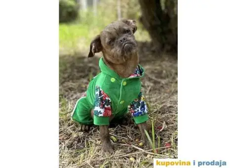 Na prodaju stene GRIFONA egzotic boje - 8/10