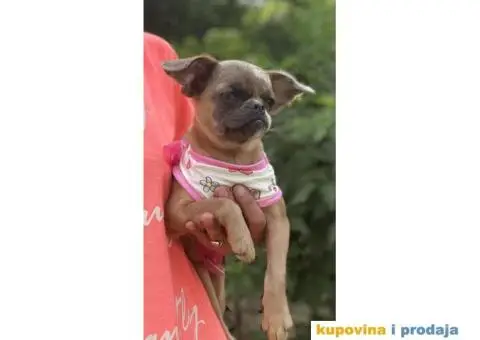 Na prodaju stene GRIFONA egzotic boje - 9/10