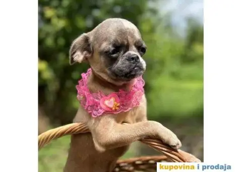 Na prodaju stene GRIFONA egzotic boje - 10/10