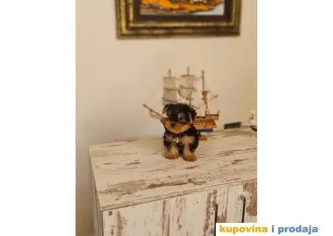 Mini Jorki, Jorkširski terijer mini, jorkici - 1/9