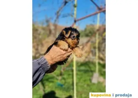 Mini Jorki, Jorkširski terijer mini, jorkici - 2/9