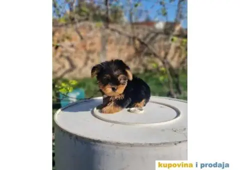 Mini Jorki, Jorkširski terijer mini, jorkici - 3/9