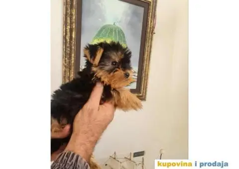 Mini Jorki, Jorkširski terijer mini, jorkici - 4/9