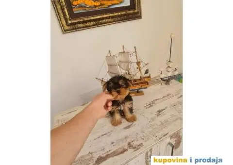 Mini Jorki, Jorkširski terijer mini, jorkici - 5/9