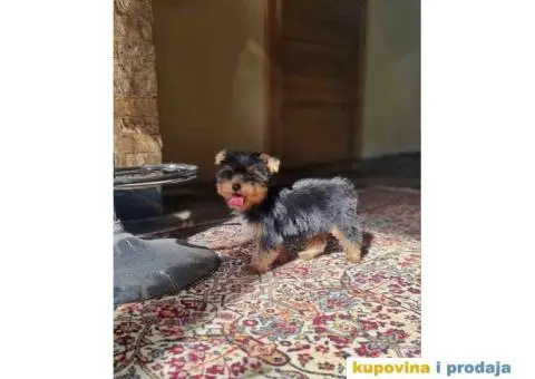 Mini Jorki, Jorkširski terijer mini, jorkici - 6/9