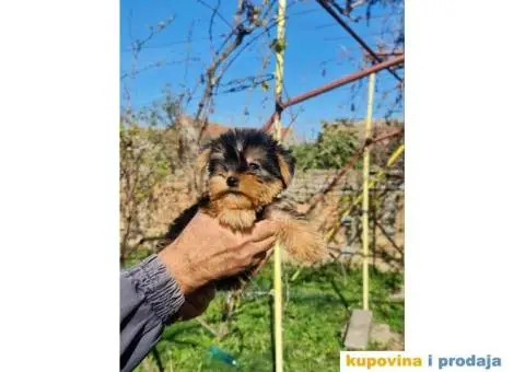 Mini Jorki, Jorkširski terijer mini, jorkici - 7/9