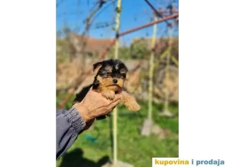 Mini Jorki, Jorkširski terijer mini, jorkici - 8/9