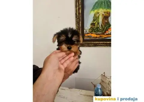 Mini Jorki, Jorkširski terijer mini, jorkici - 9/9