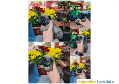 Francuski Buldog - 1/6