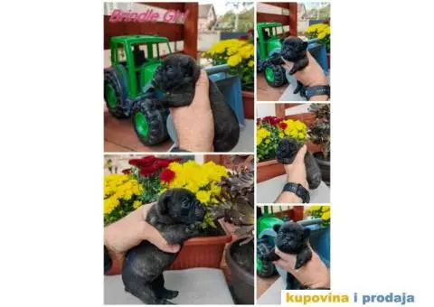 Francuski Buldog - 2/6