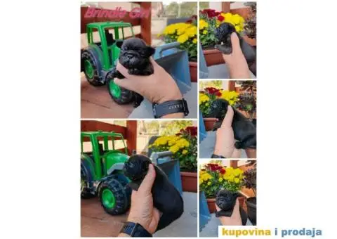 Francuski Buldog - 3/6