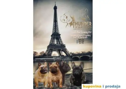 Francuski Buldog - 4/6