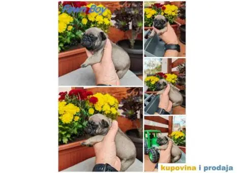 Francuski Buldog - 5/6