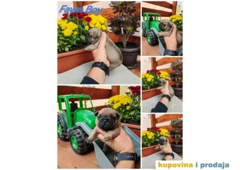 Francuski Buldog - 6/6