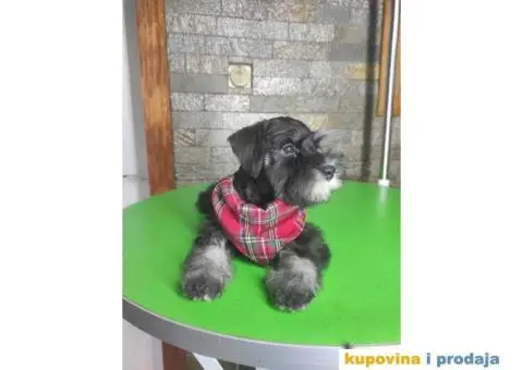 Patuljasti šnaucer stenci - 1/7