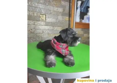 Patuljasti šnaucer stenci - 2/7