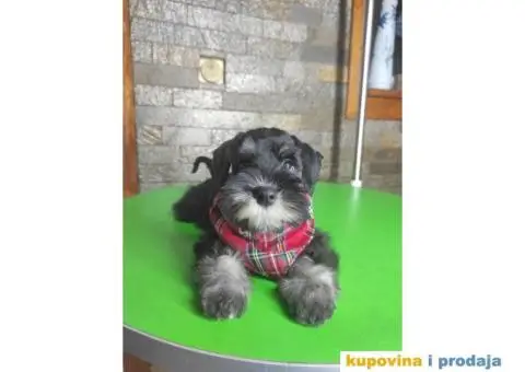 Patuljasti šnaucer stenci - 3/7