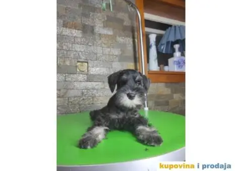 Patuljasti šnaucer stenci - 5/7