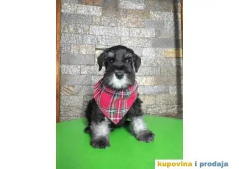 Patuljasti šnaucer stenci - 6/7