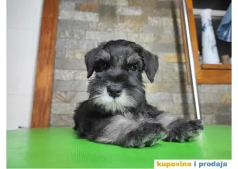 Patuljasti šnaucer stenci - 7/7