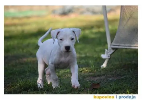 Argentinska Doga prelepi štenci - 2/8