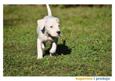 Argentinska Doga prelepi štenci - 3/8