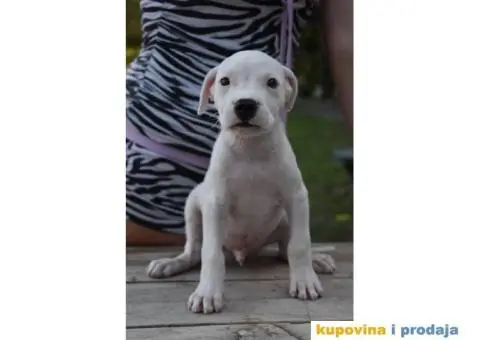 Argentinska Doga prelepi štenci - 4/8