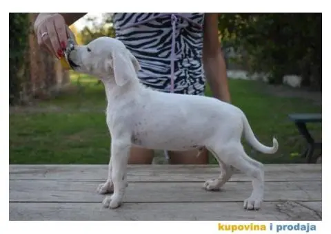 Argentinska Doga prelepi štenci - 5/8