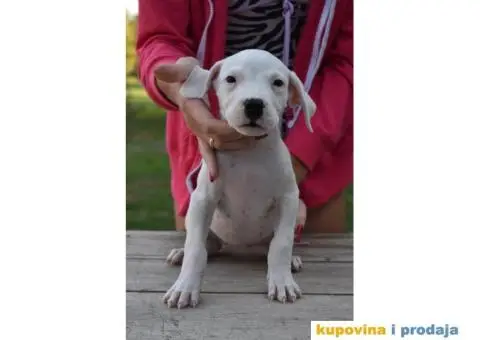 Argentinska Doga prelepi štenci - 6/8