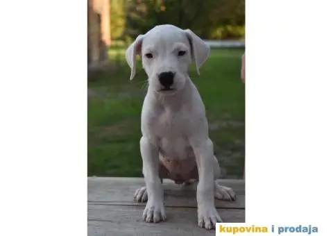 Argentinska Doga prelepi štenci - 7/8