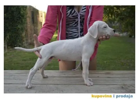 Argentinska Doga prelepi štenci - 8/8